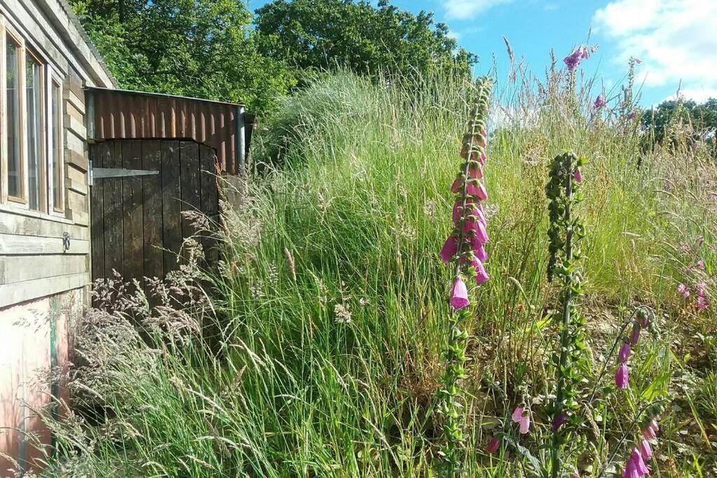 Foxesden, Unique Eco Cabin, Dartmoor Views South Brent Екстер'єр фото